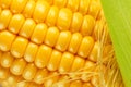 Maize cob or corn cob and maize corn silk close up. Macro shot Royalty Free Stock Photo