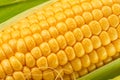 Maize cob or corn cob and maize corn silk close up. Macro shot Royalty Free Stock Photo