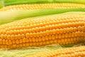 Maize cob or corn cob and corn silk close up. Macro shot Royalty Free Stock Photo