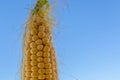 Maize cob detail with blue sky Royalty Free Stock Photo