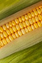 Maize cob Royalty Free Stock Photo