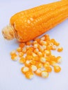 Maize cob popcorn kernels yellow organic fresh sweetcorn seeds Zea mays closeup stock image Royalty Free Stock Photo