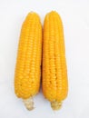 Maize cob popcorn kernels yellow organic fresh sweetcorn seeds Zea mays closeup stock image Royalty Free Stock Photo