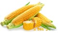 Maize cobs or corn cobs isolated on white background Royalty Free Stock Photo