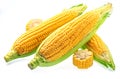Maize cobs or corn cobs isolated on white background Royalty Free Stock Photo