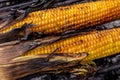 Maize cobs grill. Corn vegetables are fried or baked on open fire. Barbecue kitchen party close up image. Cooking on wire rack