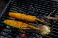 Maize cobs grill. Corn vegetables are fried or baked on open fire. Barbecue kitchen party close up image. Cooking on wire rack Royalty Free Stock Photo