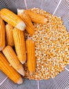 Maize cobs sweet corn on the cob yellow ear-maize organic ear-corn  fresh mazorca maiz espiga milho epi mais photo Royalty Free Stock Photo