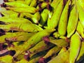 Green maize cobs sweet corn on the cob yellow whole ear-maize organic ear-corn  mazorca maiz image espiga milho epi mais photo Royalty Free Stock Photo