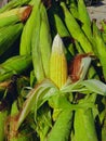 Maize cobs sweet corn on the cob yellow whole ear-maize organic ear-corn  mazorca maiz image espiga milho epi mais photo Royalty Free Stock Photo