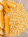 Maize cobs sweetcorns on the cob yellow whole ear-maize organic ear-corn  fresh sweet corn zea mays makka bhutta photo Royalty Free Stock Photo