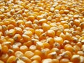 Maize corn Royalty Free Stock Photo