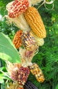 Maize / corn