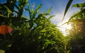 Maize or corn on agricultural field in sunset Royalty Free Stock Photo