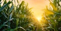 Maize or corn on agricultural field in sunset Royalty Free Stock Photo