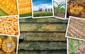 Maize corn in agriculture, photo collage Royalty Free Stock Photo