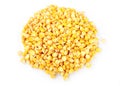 Maize corn background Royalty Free Stock Photo