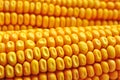 Maize corn ceral Royalty Free Stock Photo