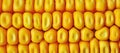 Maize corn ceral Royalty Free Stock Photo