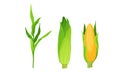 Maize or Corn Cob and Stalk as Cereal Grain with Yellow Kernels or Seeds Vector Set Royalty Free Stock Photo