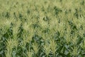 Maize or Corn Crop with Tassel in the Agricultural Field of Central India Royalty Free Stock Photo