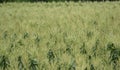 Maize or Corn Crop with Tassel in the Agricultural Field of Central India Royalty Free Stock Photo