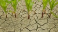 Maize corn drought field land leaves Zea mays, drying up soil, drying up the soil cracked, climate change, environmental Royalty Free Stock Photo