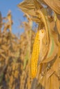 Maize corn ear on stalk Royalty Free Stock Photo