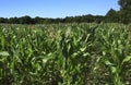 Maize Corn field