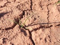 Maize corn field hit by hard drought in hot summer Royalty Free Stock Photo