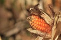 Maize or corn organic planting in the cornfield