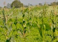 Maize or Corn Plants and Crop Field India Royalty Free Stock Photo