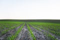 Maize corn seedling in the agricultural plantation in the evening. Young green cereal plant growing in the cornfield Royalty Free Stock Photo