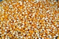 Maize or corn seeds and grains, pile of maize kernels that is used for popcorn and many other meals, The yellow maizes derive Royalty Free Stock Photo