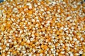 Maize or corn seeds and grains, pile of maize kernels that is used for popcorn and many other meals, The yellow maizes derive Royalty Free Stock Photo