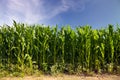 Maize cornfield Royalty Free Stock Photo