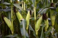 Maize Crop