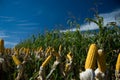 Maize Crop