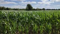 Maize Field, Norfolk, England, UK