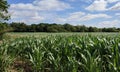 Maize Field, Norfolk, England, UK