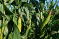 Maize crop in growth