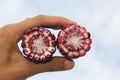 Maize ear by cross section that show cob and kernel on a human hand. Royalty Free Stock Photo