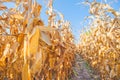 Maize ear on stalk in corn field Royalty Free Stock Photo