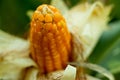 Maize is an economically important plant. Maize is a heavy feeder of nutrients