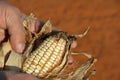 Maize farming in the Northwest of South Africa