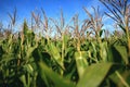 Maize field Royalty Free Stock Photo