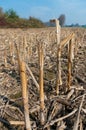 Maize field