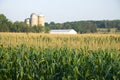 Maize field Royalty Free Stock Photo