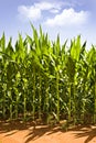 Maize field with blue sky and clouds Royalty Free Stock Photo