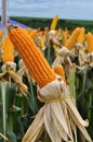 Maize field day